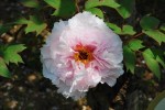 ボタン	牡丹	Paeonia suffruticosa	4～5月